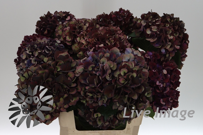 <h4>Hydrangea mag ruby red classic purple</h4>