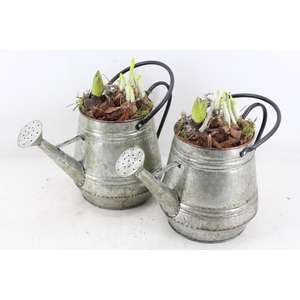 arr4 Bollenmix MB - Zink gieter green 285/6