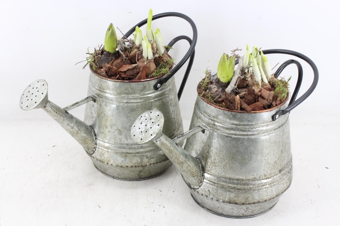 <h4>arr4 Bollenmix MB - Zink gieter green 285/6</h4>