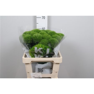 Dianthus Barbatus Kiwi Mellow Cool