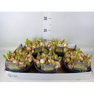 Narcissus  'Tete a tete'