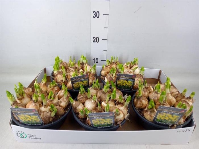 <h4>Narcissus  'Tete a tete'</h4>