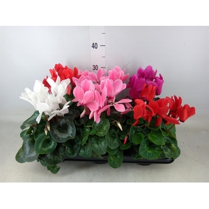 Cyclamen GR 'Mammoth'
