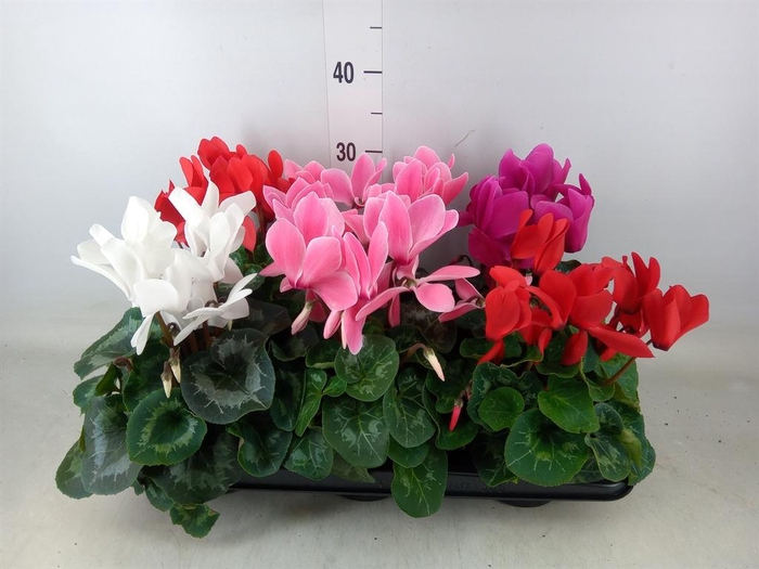 <h4>Cyclamen GR 'Mammoth'</h4>