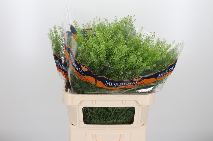 <h4>Lepidium Green Bell</h4>