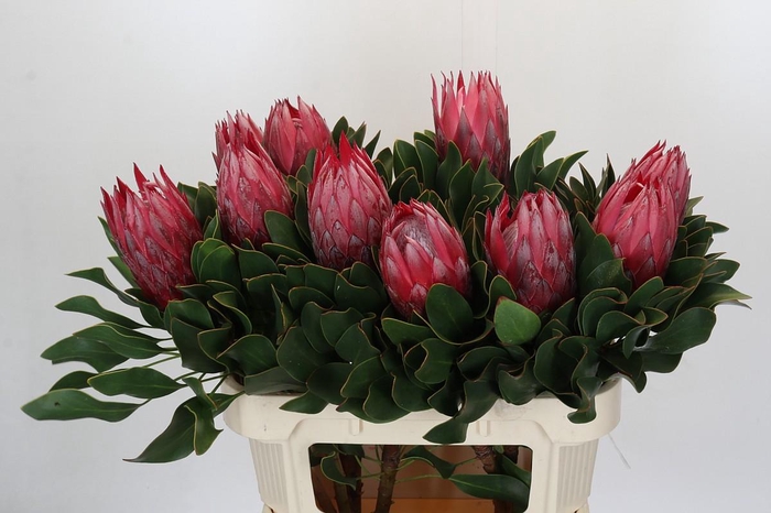 <h4>Protea Cynaroides Madiba</h4>