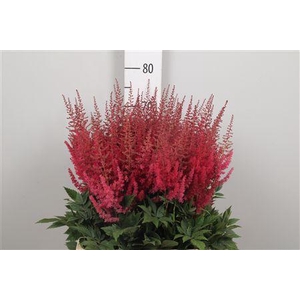 Astil Ar Paul Gaarde