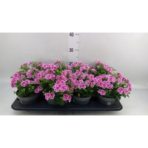 Pelargonium gran.   ..