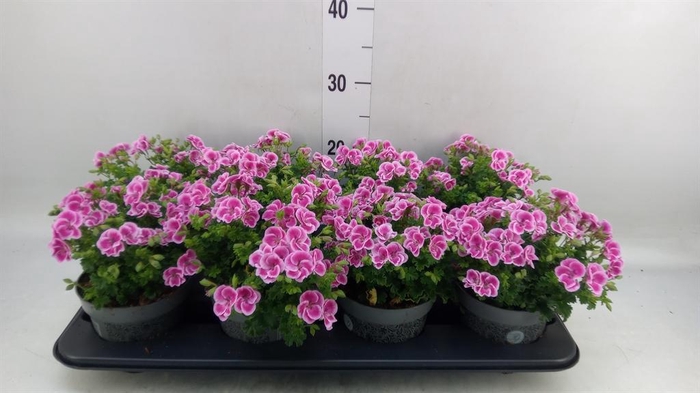 <h4>Pelargonium gran.   ..</h4>