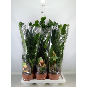 Zamioculcas zamiifolia