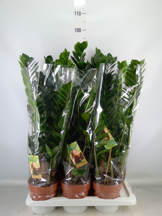 <h4>Zamioculcas zamiifolia</h4>