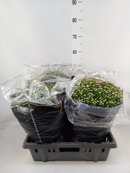 <h4>Chrysanthemum   ..</h4>