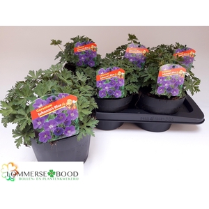 GERAN JOHNSON'S BLUE