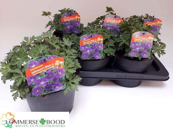 <h4>GERAN JOHNSON'S BLUE</h4>