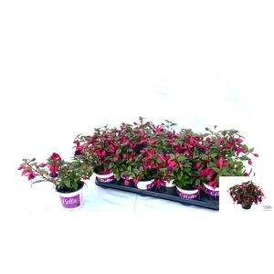 FUCHSIA B F SOILA