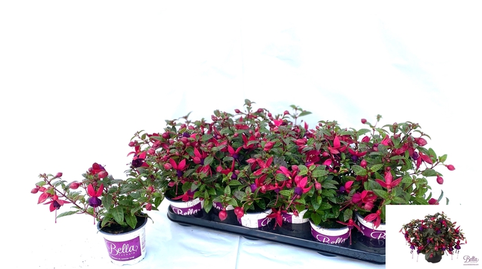 <h4>FUCHSIA B F SOILA</h4>