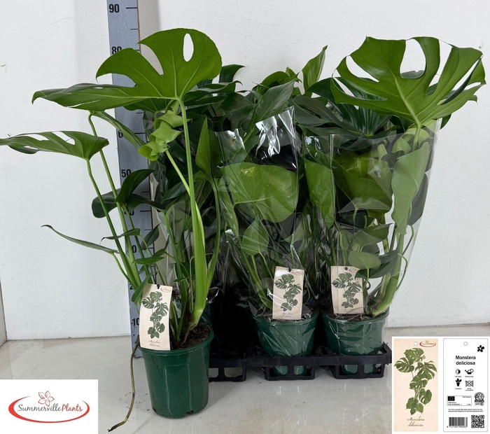 <h4>MONSTERA DELICIOSA</h4>