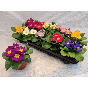 PRIM ACAULIS GEMENGD