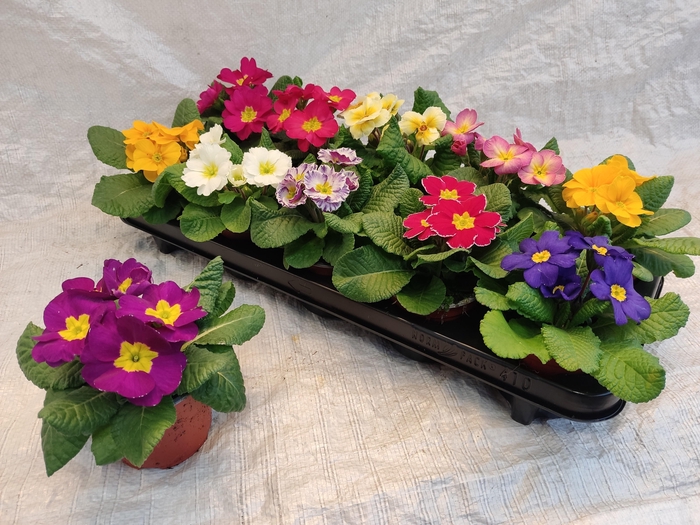 <h4>PRIM ACAULIS GEMENGD</h4>