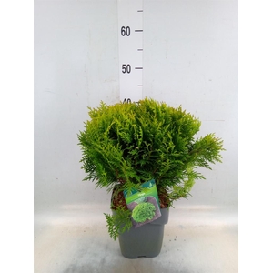 Thuja occid. 'Danica'