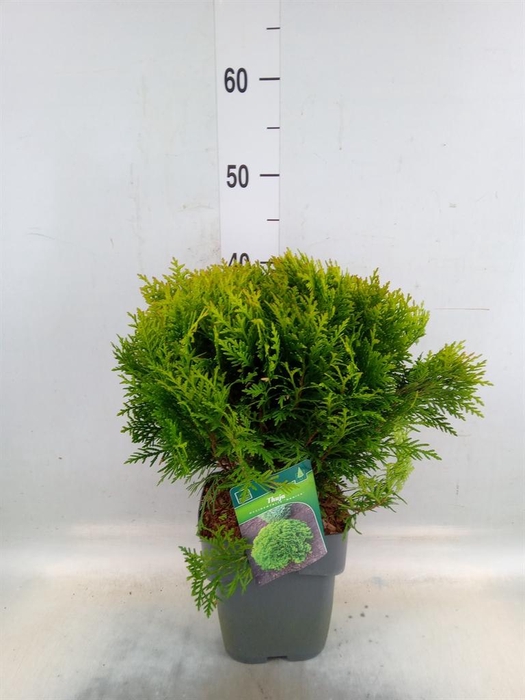 <h4>Thuja occid. 'Danica'</h4>