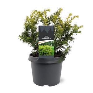 Taxus baccata 'Summergold'