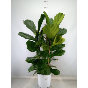 Ficus   ...