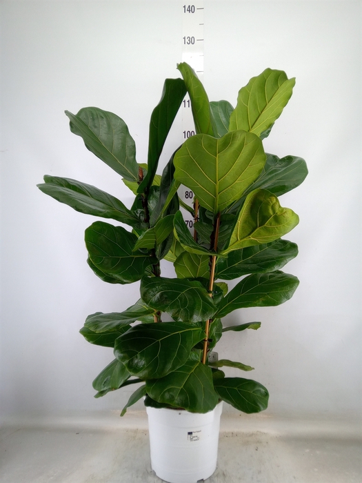 <h4>Ficus   ...</h4>