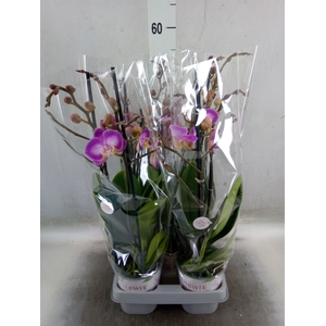 Phalaenopsis   ...rose