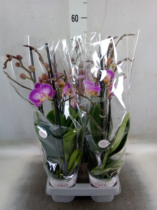 <h4>Phalaenopsis   ...rose</h4>