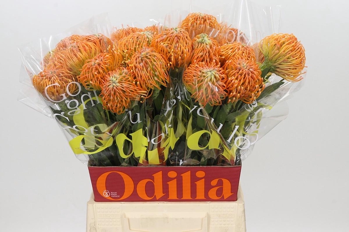 <h4>Nutans Ayoba Peach</h4>