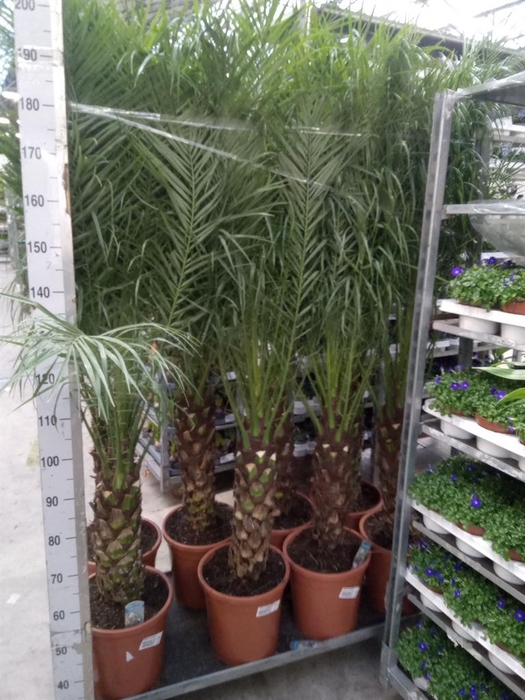 <h4>Phoenix roebelenii</h4>