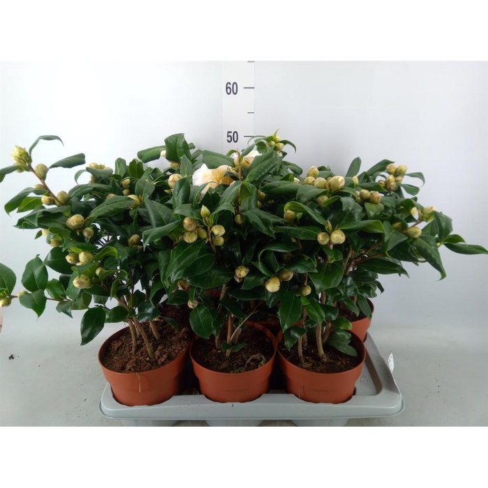 <h4>Camellia japonica 'Brushfield Yell'</h4>