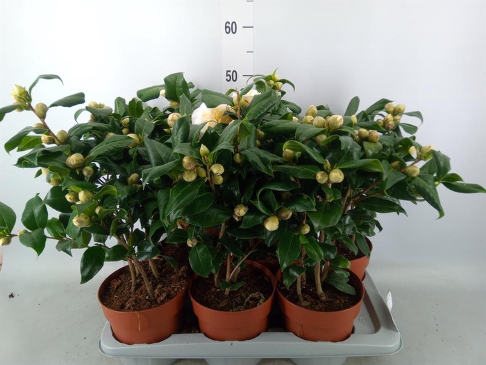 <h4>Camellia japonica 'Brushfield Yell'</h4>