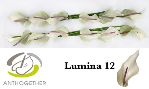 ANTH LUMINA 12