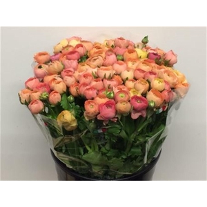 Ran El Salmon Extra (sal)