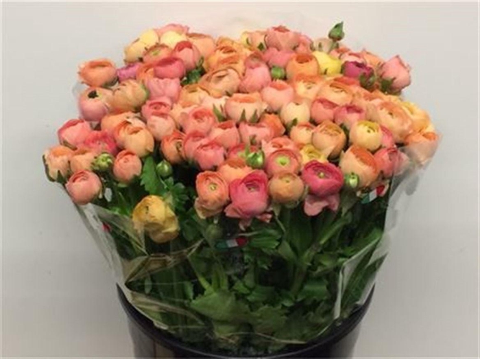 <h4>Ran El Salmon Extra (sal)</h4>