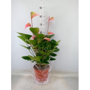Anthurium  'Summer Love Imp'
