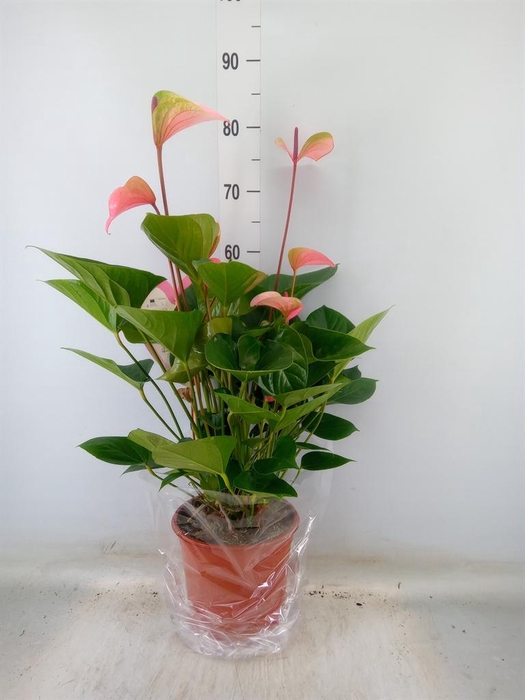 <h4>Anthurium  'Summer Love Imp'</h4>
