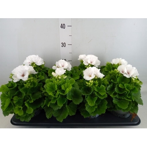 Pelargonium gran.   ..