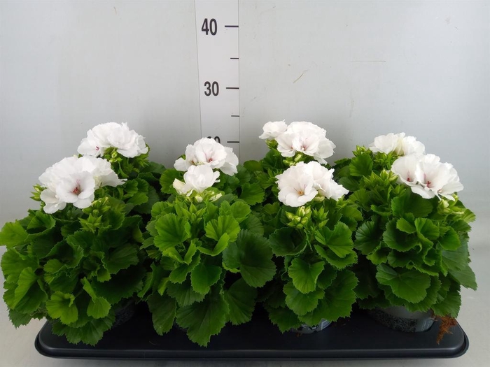 <h4>Pelargonium gran.   ..</h4>