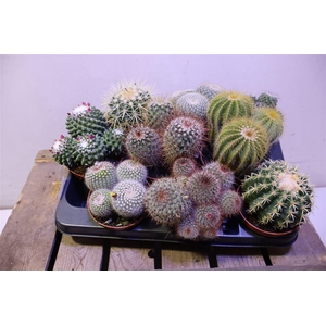 Cactus Gem