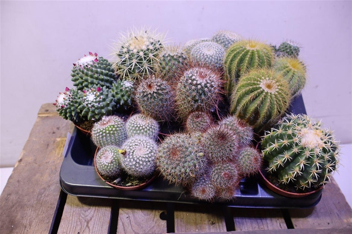<h4>arr8 Cactus Gem</h4>