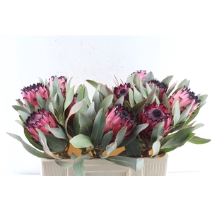 Protea Ruby Princess