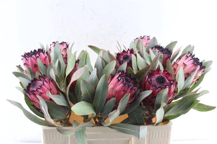 <h4>Protea Ruby Princess</h4>
