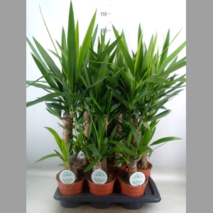 Yucca
