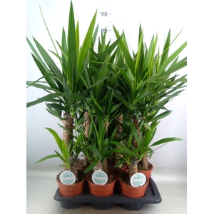 Yucca