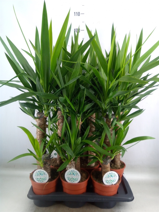 <h4>Yucca</h4>