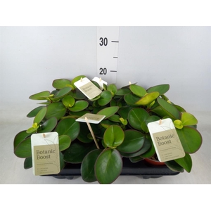 Peperomia clusiifolia 'Red Margin'