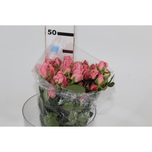 ROSA SPRAY STAR BLUSH 040 CM